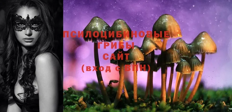 Галлюциногенные грибы Psilocybine cubensis  Жигулёвск 